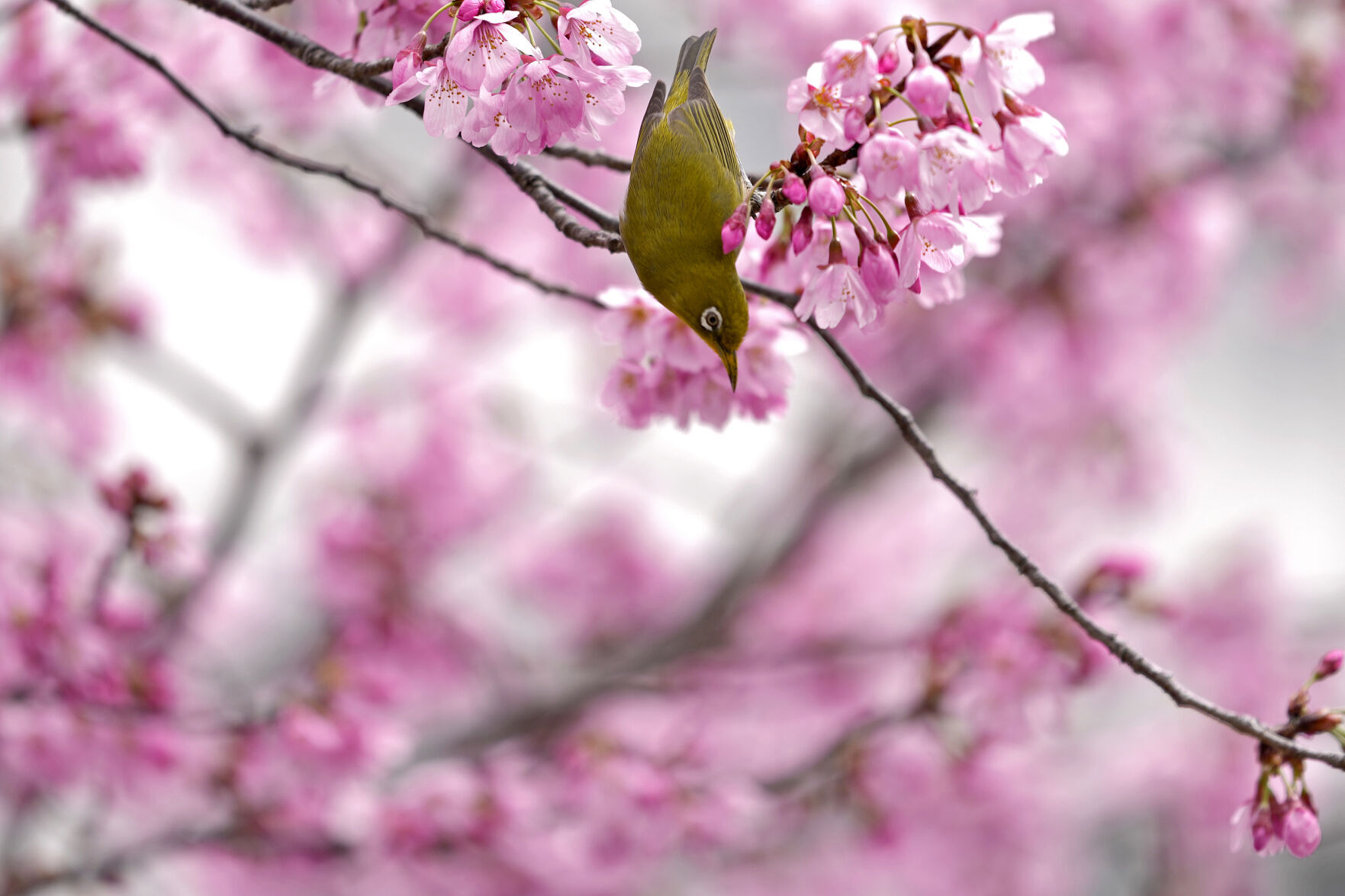 Climate Crisis Is Putting Japan'S Cherry Blossoms First 6 Japan Cherry Blossom Photo Gallery